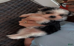 Morkie dogs for sale: Morkie 1 puppies - Image 2
