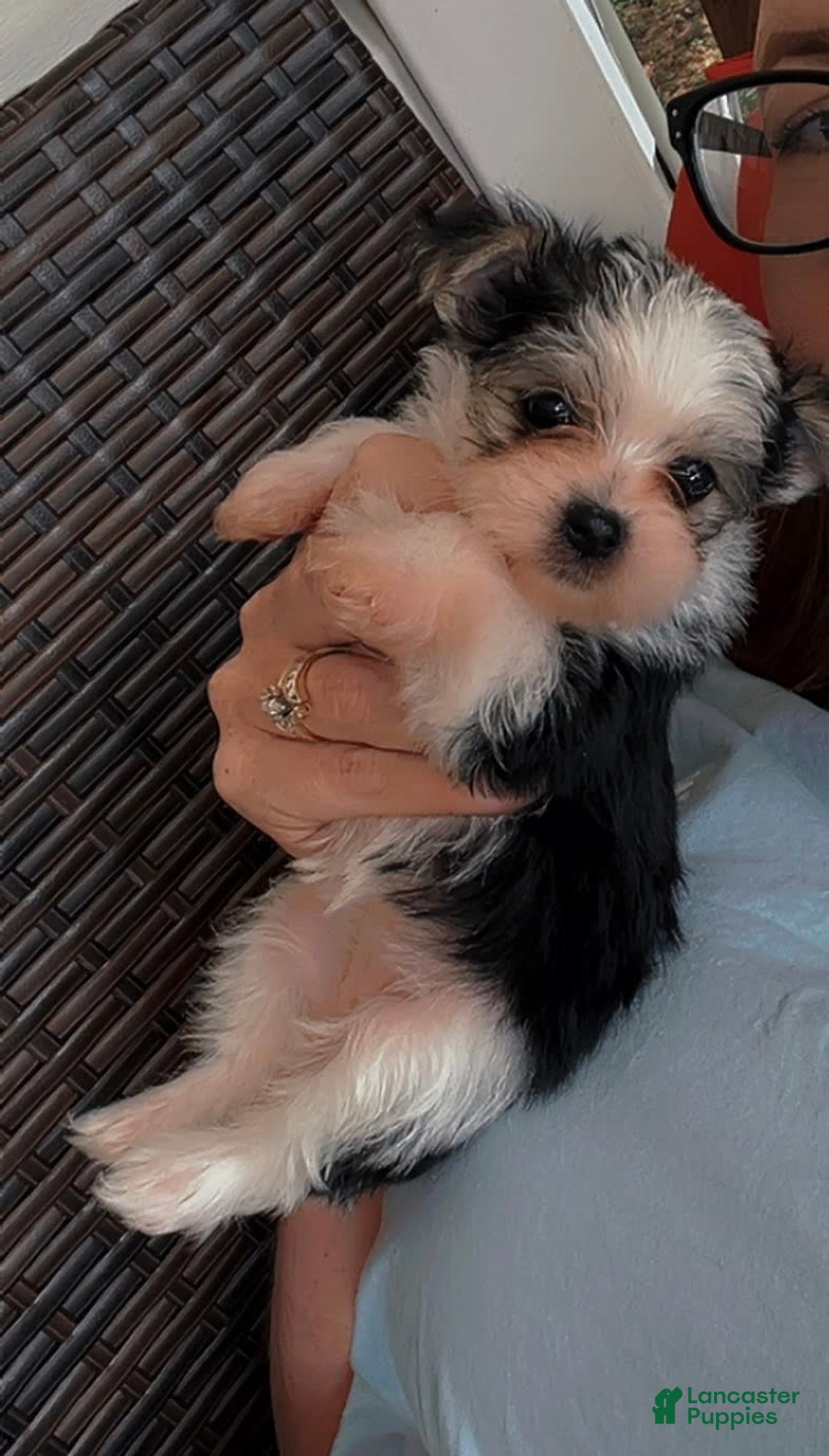 Morkie dogs for sale: Morkie 1 puppies - Image 2