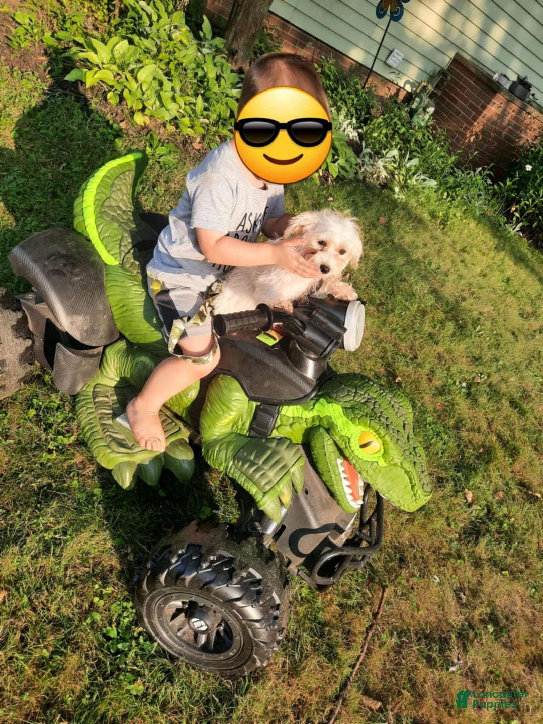 Maltipoo dogs for sale: Chase - Image 2