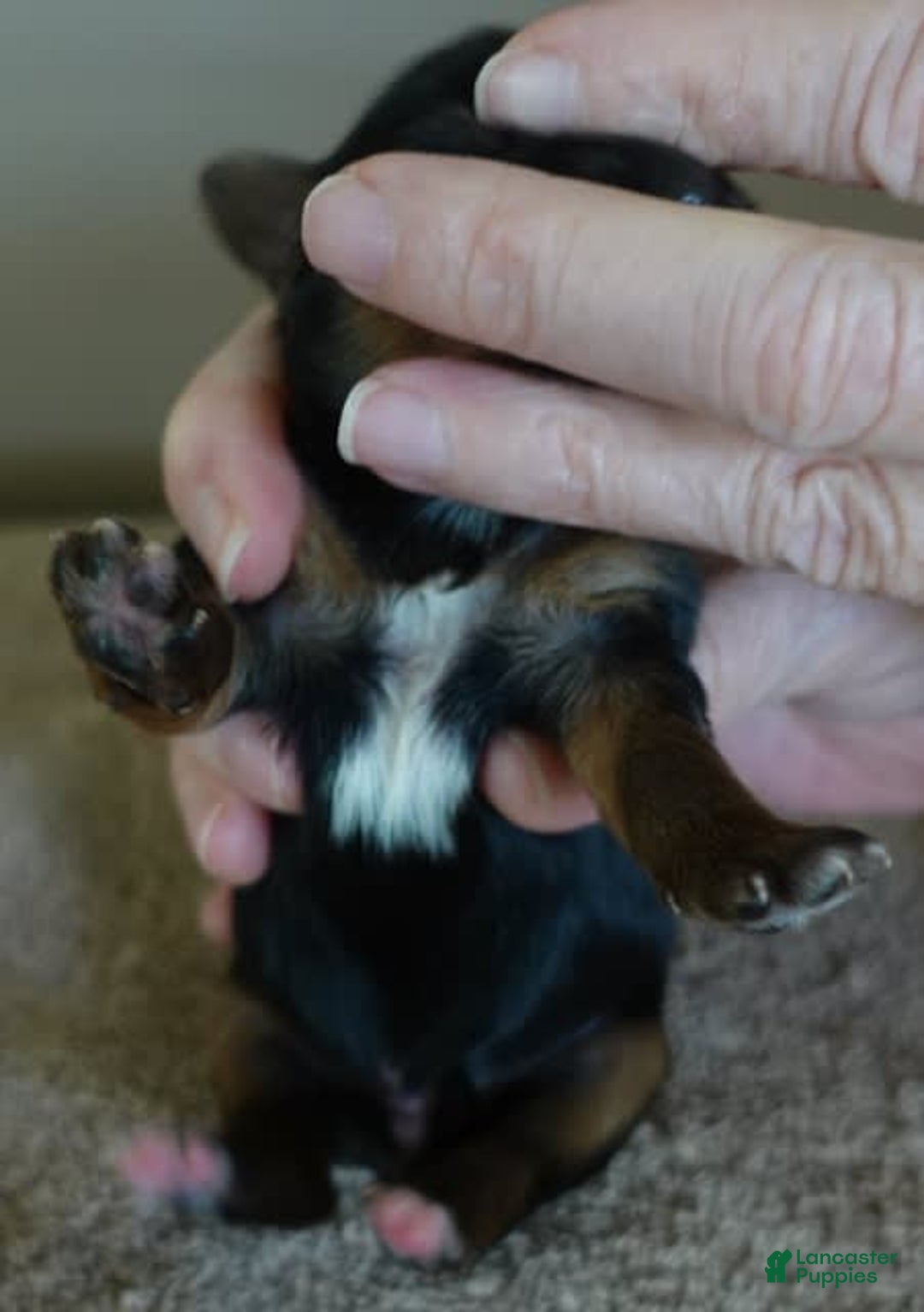 Yorkshire Terrier dogs for sale: Dodge - Image 6