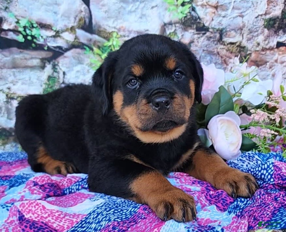 Rottweiler dogs for sale: Rottweiler 3 puppies - Image 1