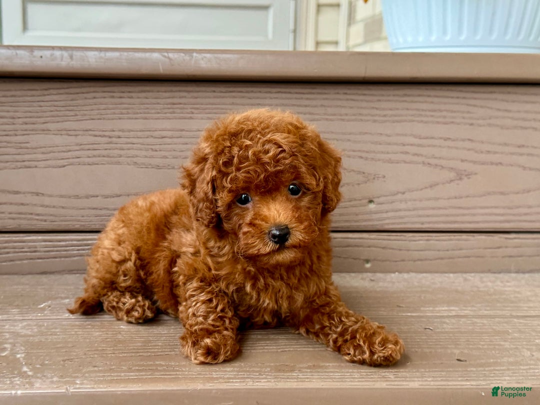 Maltipoo dogs for sale: Gorgeous - Image 1