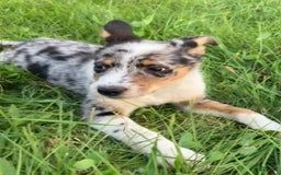 Australian Shepherd dogs for sale: Abbey - Image 7