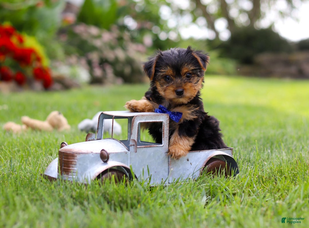 Yorkshire Terrier dogs for sale: Theodore - Image 12