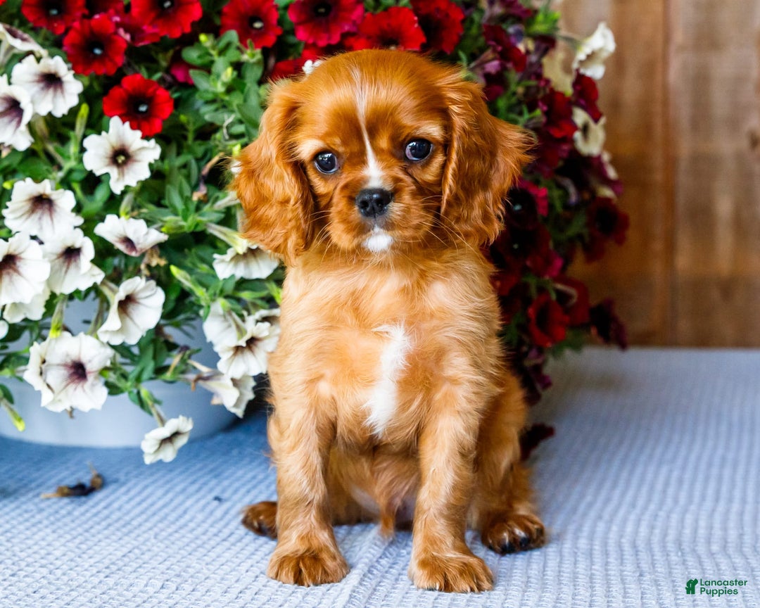 Cavalier King Charles Spaniel dogs for sale: Nicky - Image 1