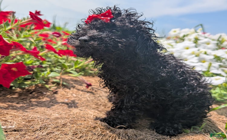 Toy Poodle dogs for sale - Ad 5