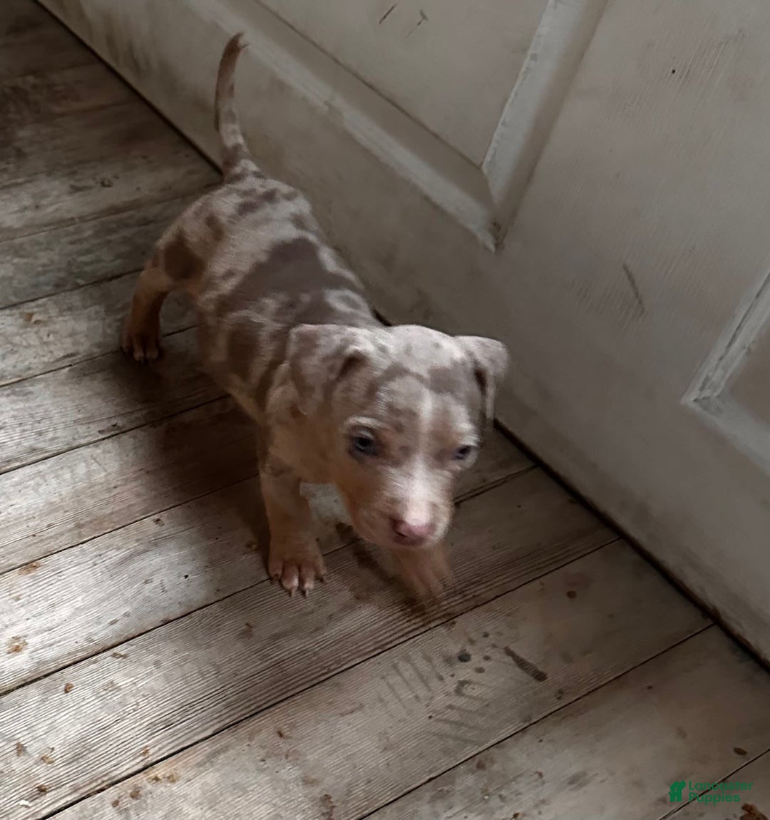 American Bully dogs for sale: Rocky - Image 9