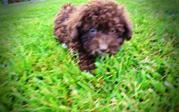 Havapoo dogs for sale: Bliss - Image 11