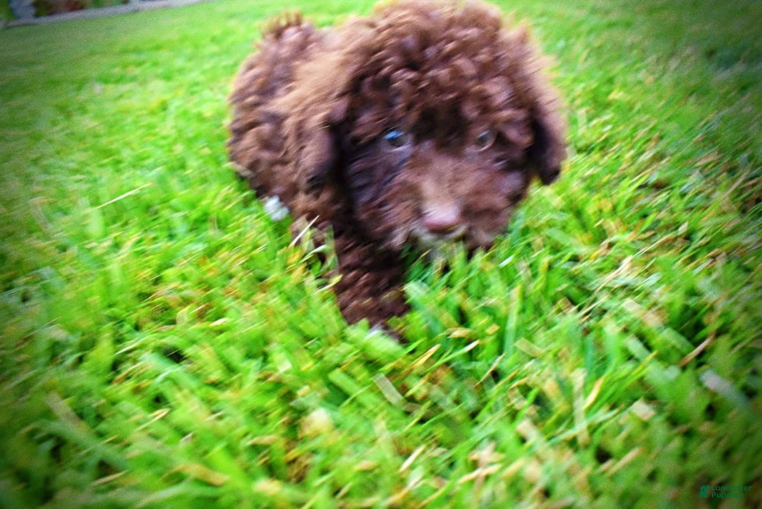 Havapoo dogs for sale: Bliss - Image 11