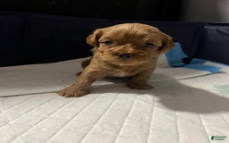 Cavapoo dogs for sale: Dixie - Image 2