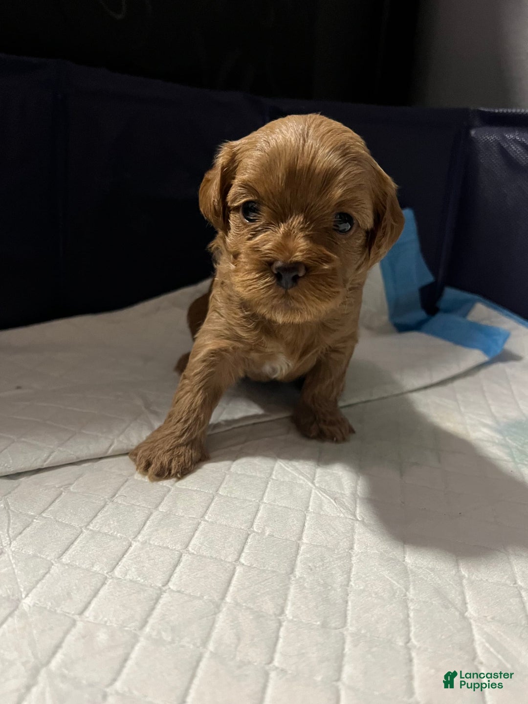 Cavapoo dogs for sale: Dixie - Image 2