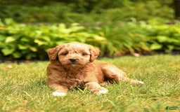 Mini Goldendoodle dogs for sale: Roxie - Image 5