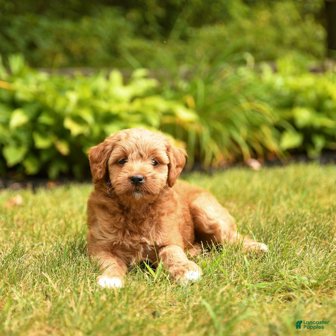 Mini Goldendoodle dogs for sale: Roxie - Image 5