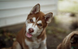 Siberian Husky dogs for sale: Ziggy - Image 4