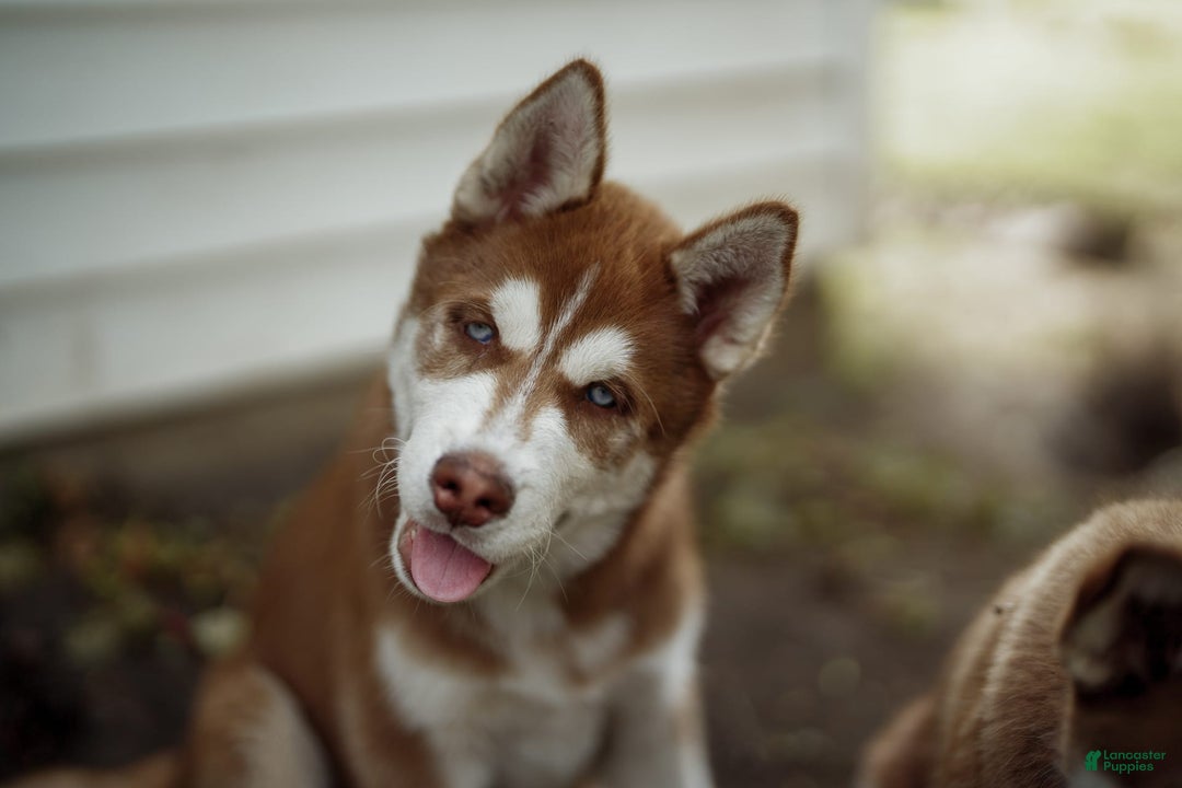 Siberian Husky dogs for sale: Ziggy - Image 4