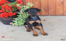 Doberman Pinscher dogs for sale: Diamond - Image 3