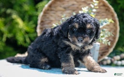 Mini Bernedoodle dogs for sale: Kairo - Image 5