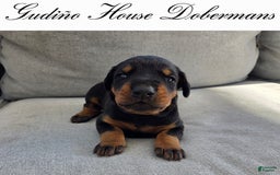 Doberman Pinscher dogs for sale: Green Collar Female - Image 3