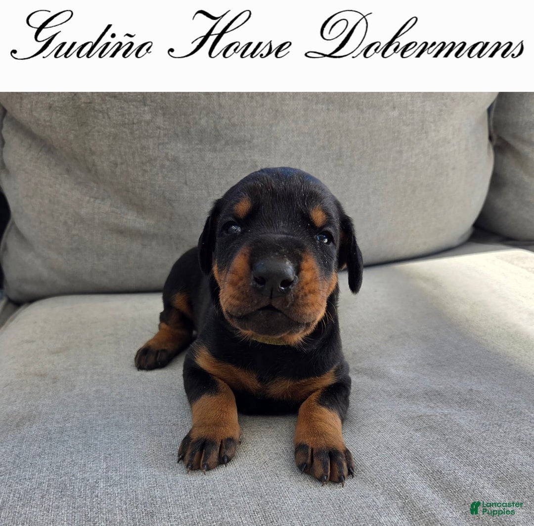 Doberman Pinscher dogs for sale: Green Collar Female - Image 3