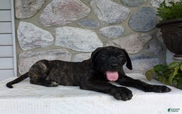 English Mastiff dogs for sale: Berkley - Image 5
