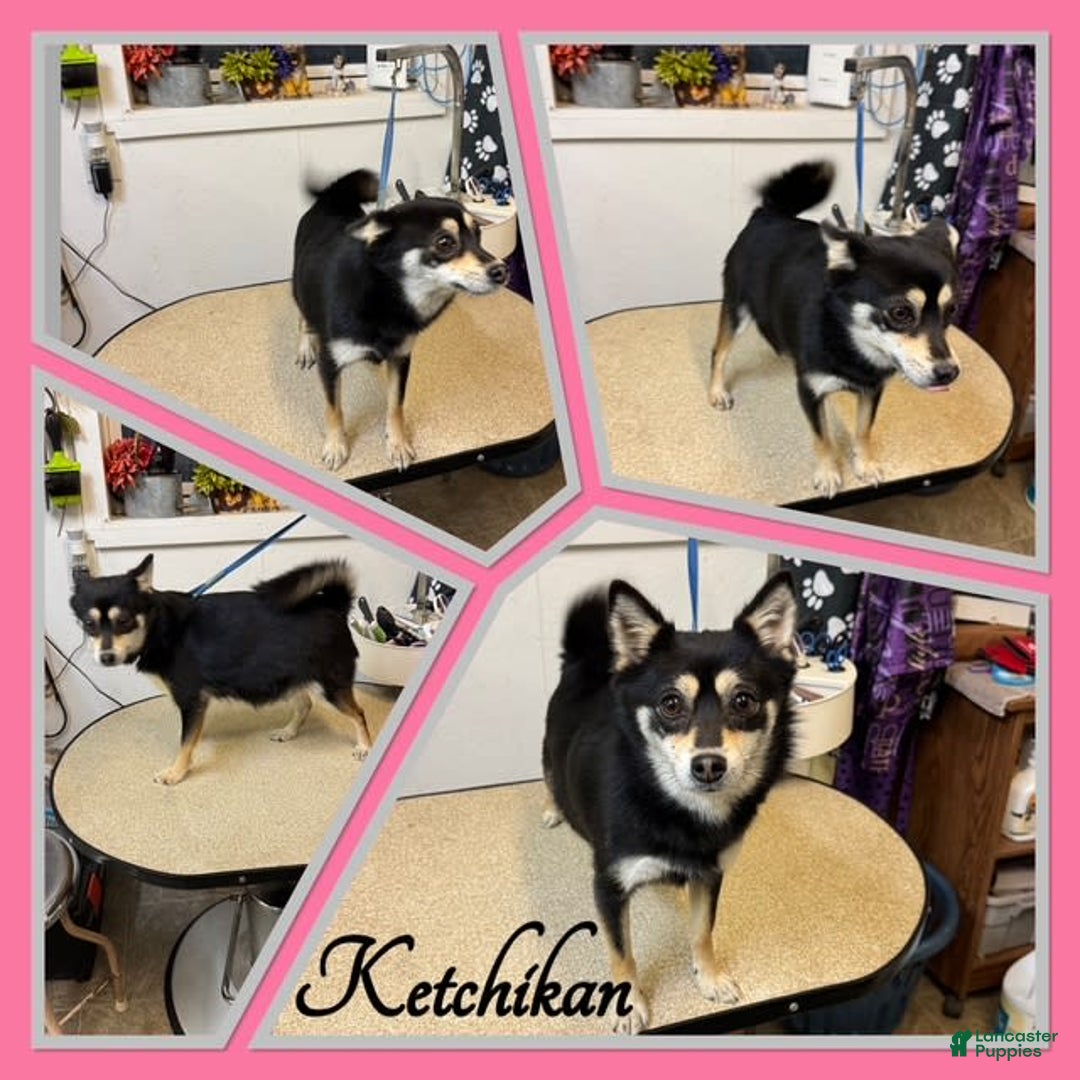 Alaskan Klee Kai dogs for sale: Nugget - Image 3