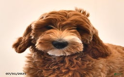 Mini Goldendoodle dogs for sale: Dixie - Image 17
