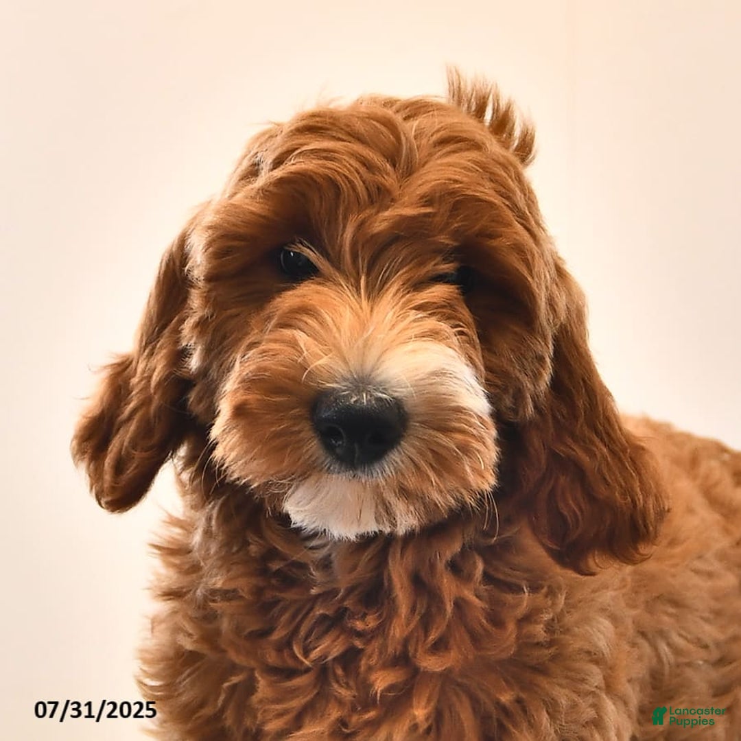Mini Goldendoodle dogs for sale: Dixie - Image 17