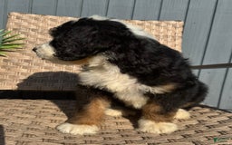Bernedoodle dogs for sale: Buddy - Image 6