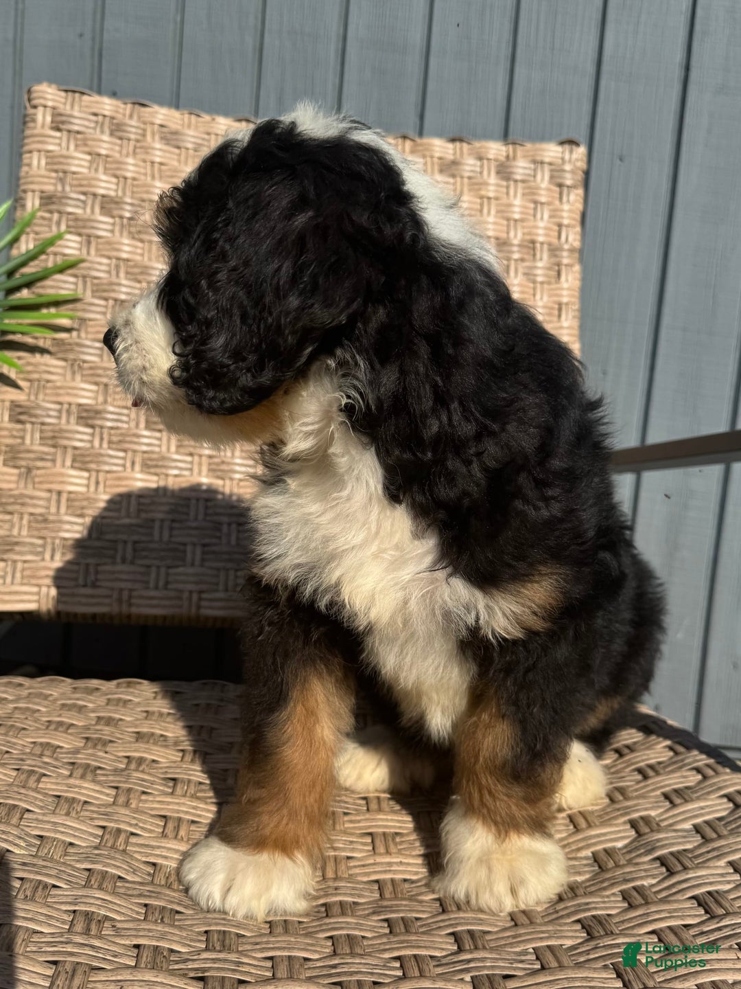 Bernedoodle dogs for sale: Buddy - Image 6