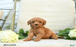 Mini Goldendoodle dogs for sale: Jodi - Image 4