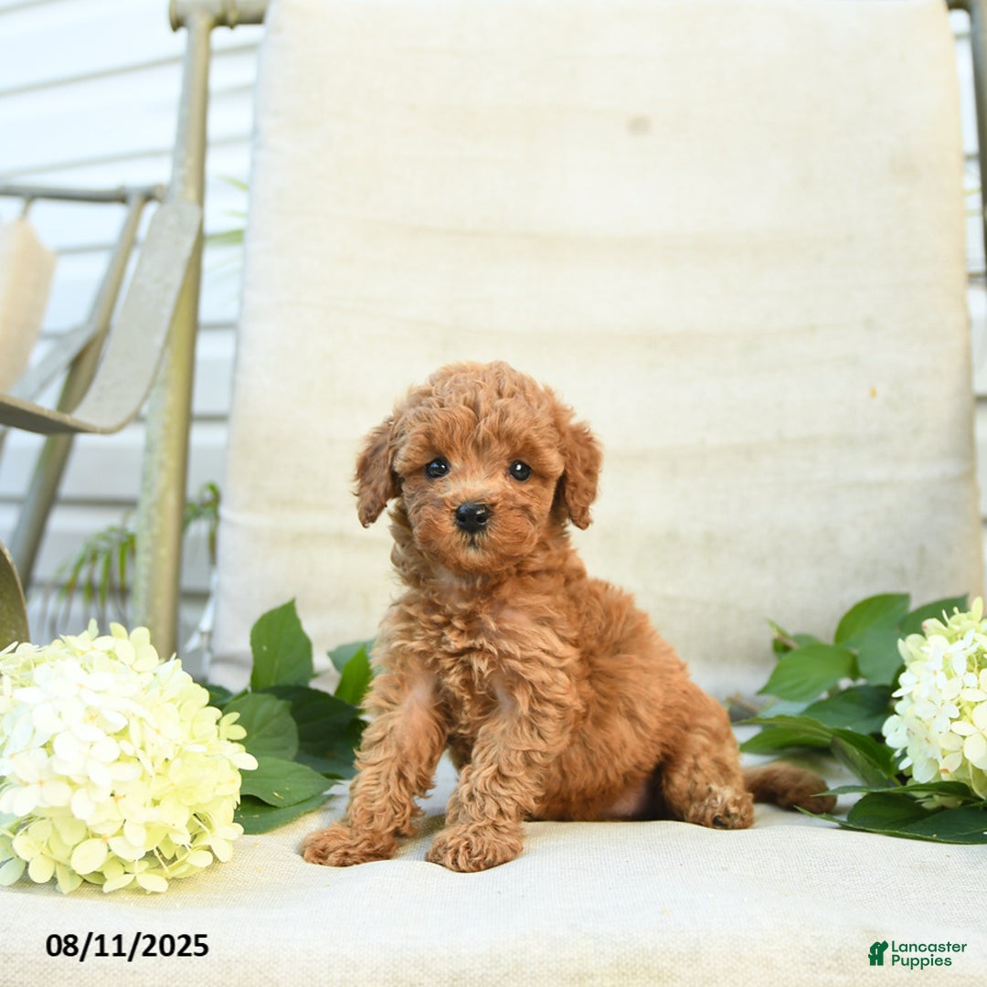 Mini Goldendoodle dogs for sale: Jodi - Image 4