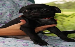 Pug dogs for sale: Roscoe - Image 1