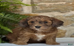 Mini Aussiedoodle dogs for sale: Raya - Image 2