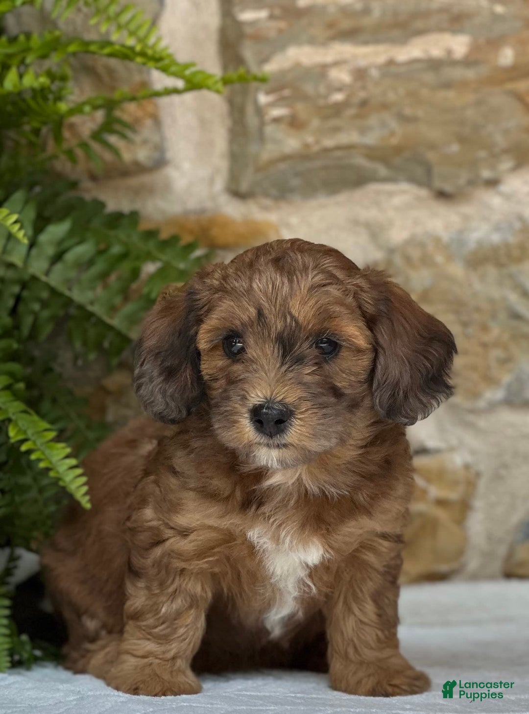 Mini Aussiedoodle dogs for sale: Raya - Image 2
