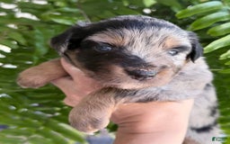 Miniature Australian Shepherd dogs for sale: Riggs - Image 9