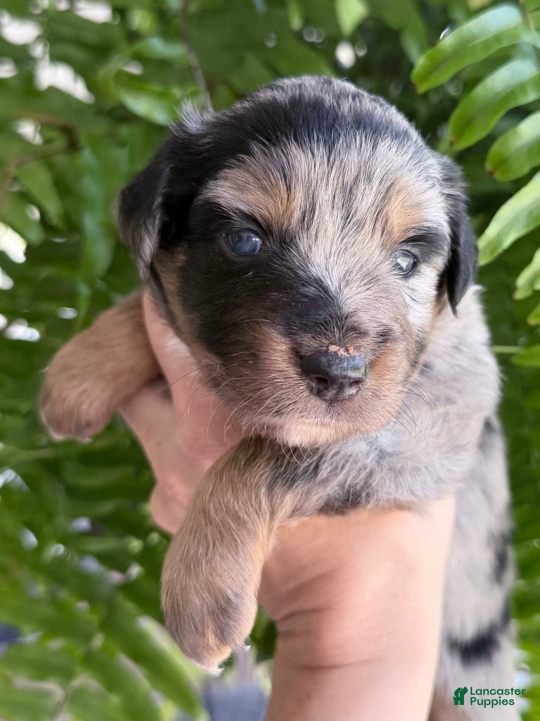 Miniature Australian Shepherd dogs for sale: Riggs - Image 9