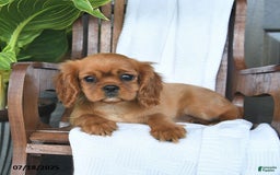 Cavalier King Charles Spaniel dogs for sale: Sweetie - Image 8