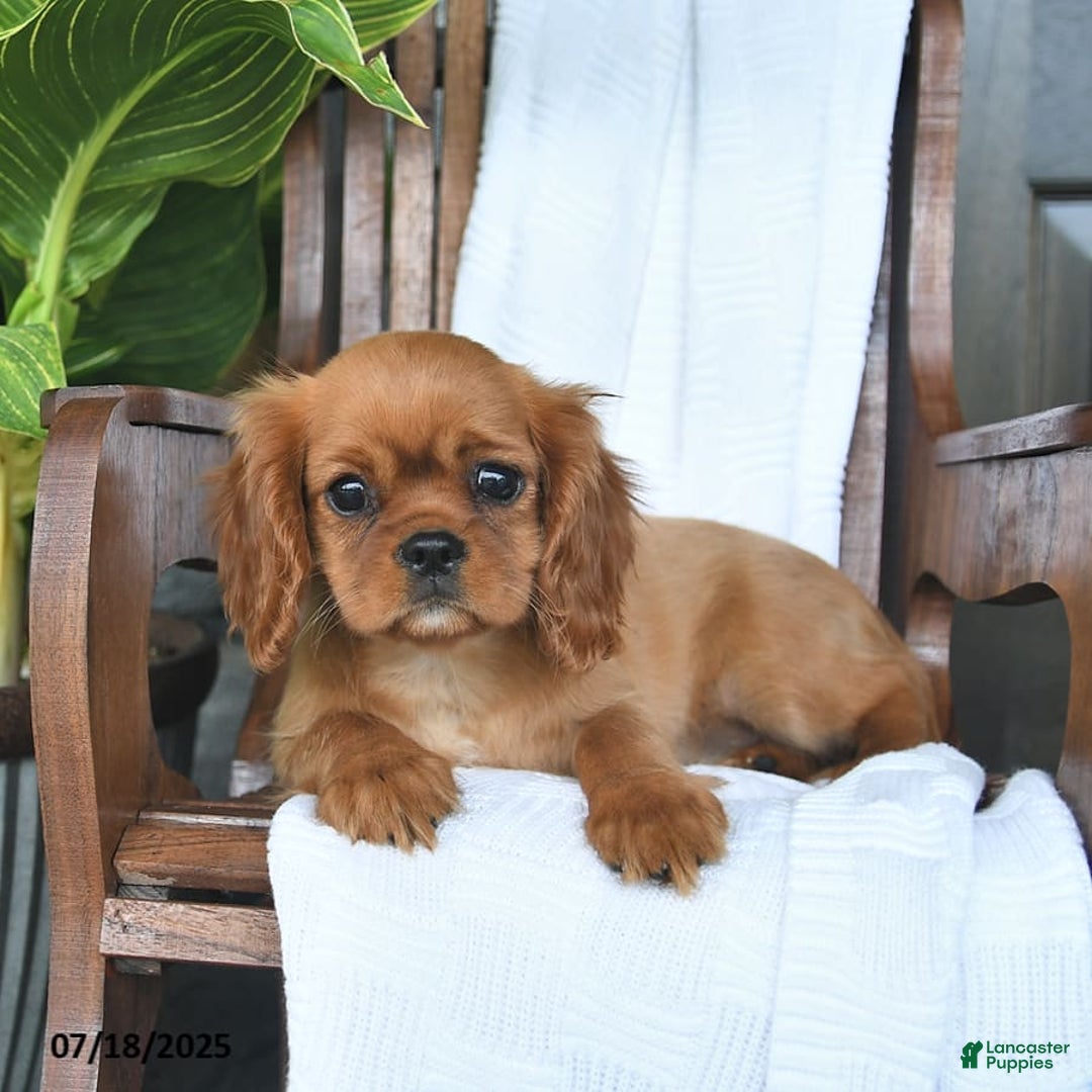 Cavalier King Charles Spaniel dogs for sale: Sweetie - Image 8