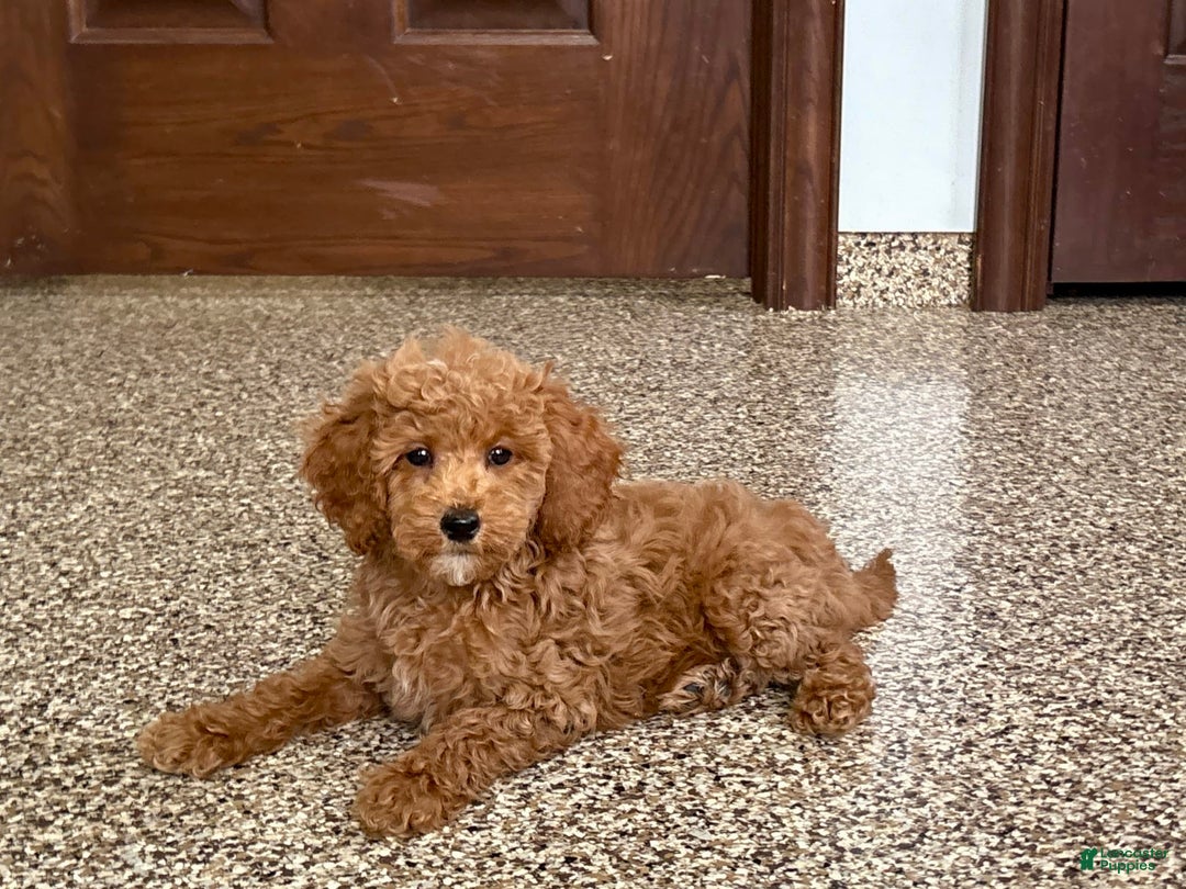 Cockapoo dogs for sale: Sara - Image 7