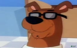 Great Dane dogs for sale: Scooby Doo - Image 1