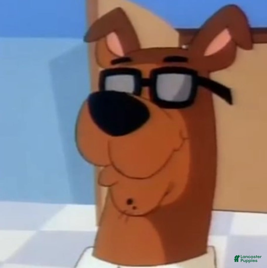 Great Dane dogs for sale: Scooby Doo - Image 1