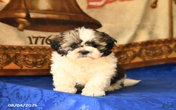 Shih Tzu dogs for sale: Buddy - Image 5