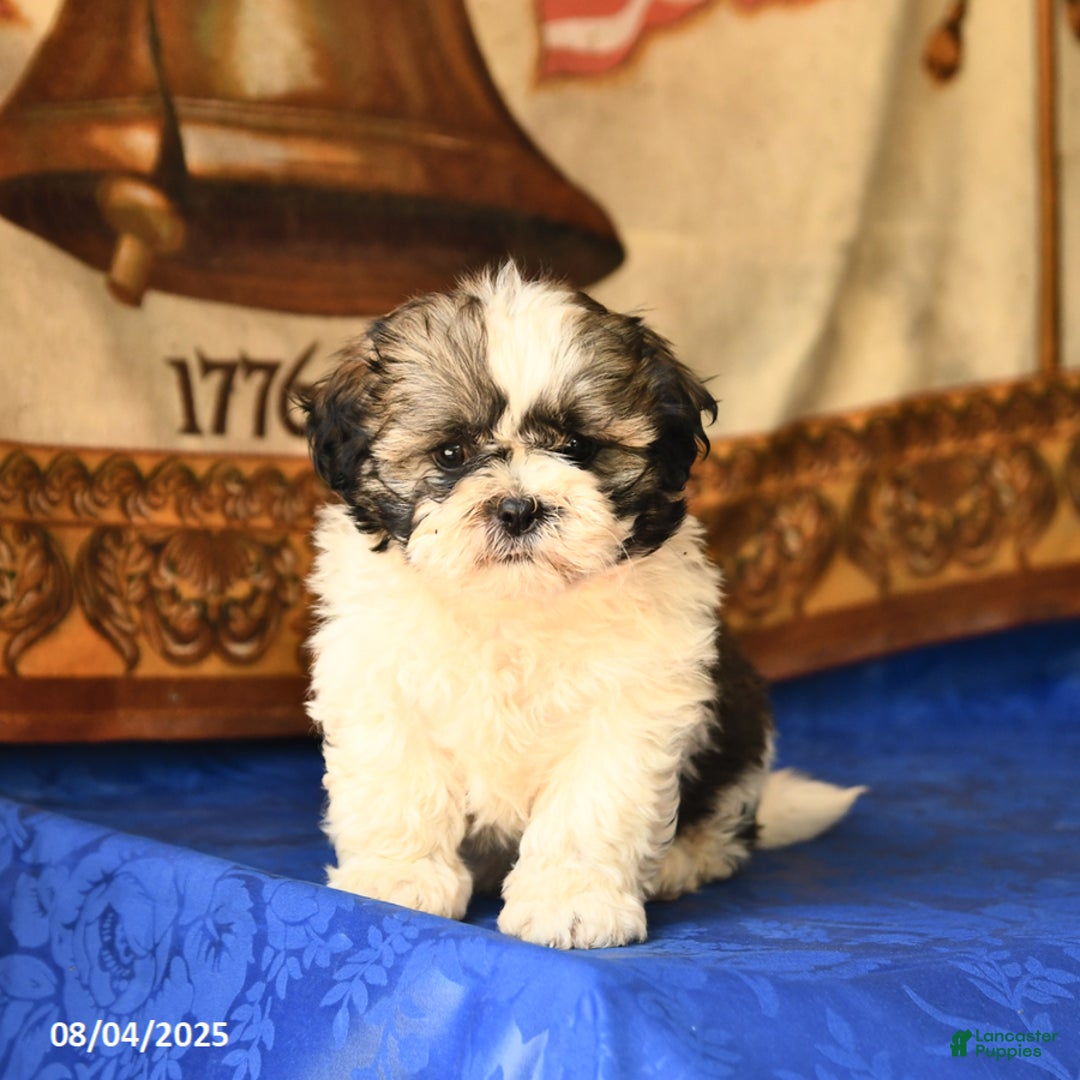 Shih Tzu dogs for sale: Buddy - Image 5