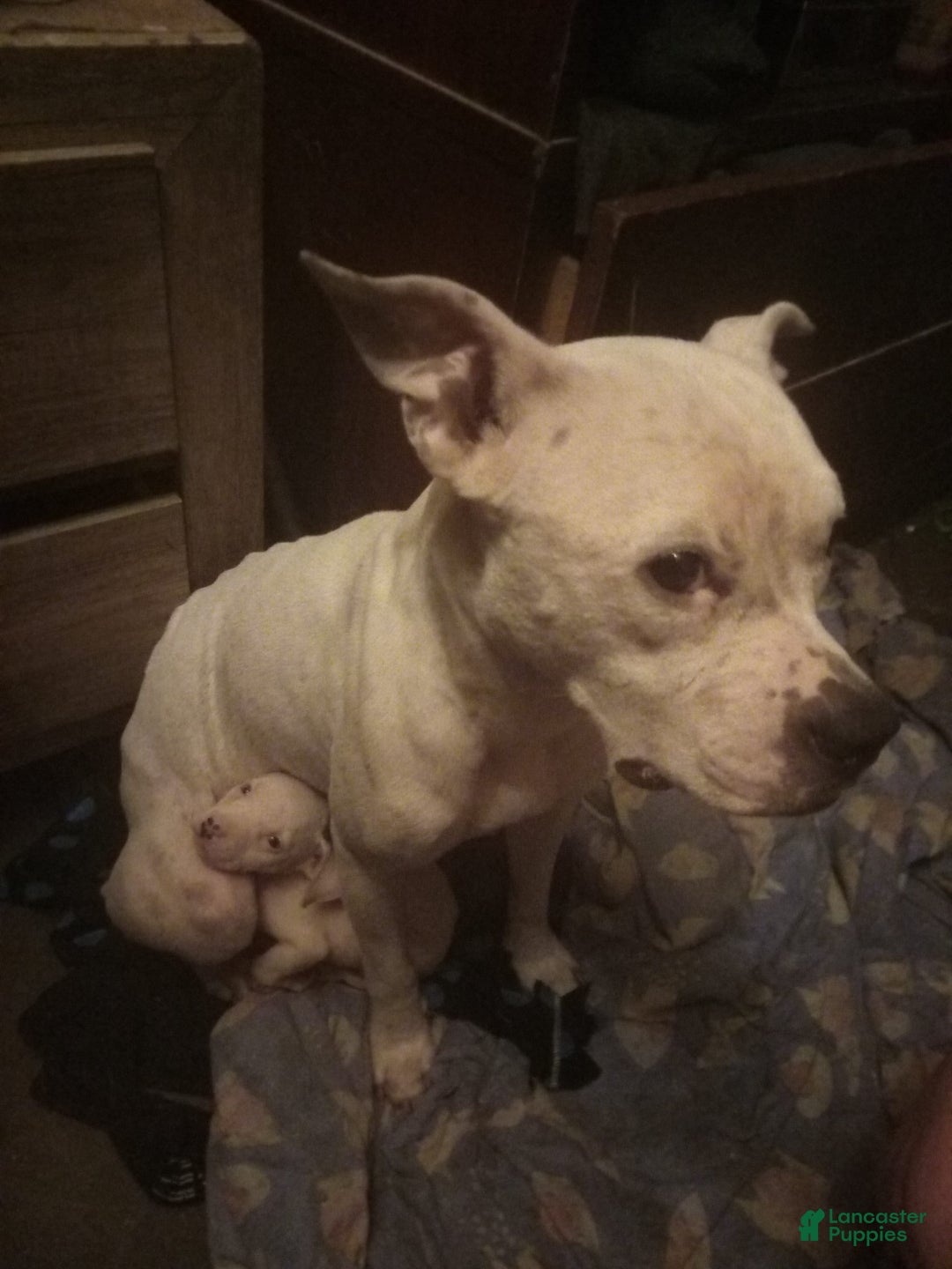 American Pit Bull Terrier dogs for sale: Pup - Image 5