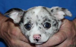 Chihuahua dogs for sale: Ian - Image 4