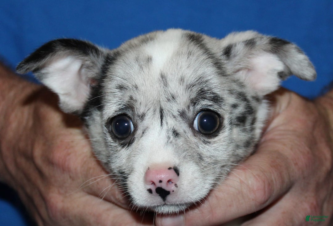 Chihuahua dogs for sale: Ian - Image 4