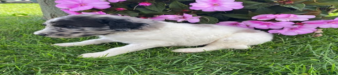 Rascal