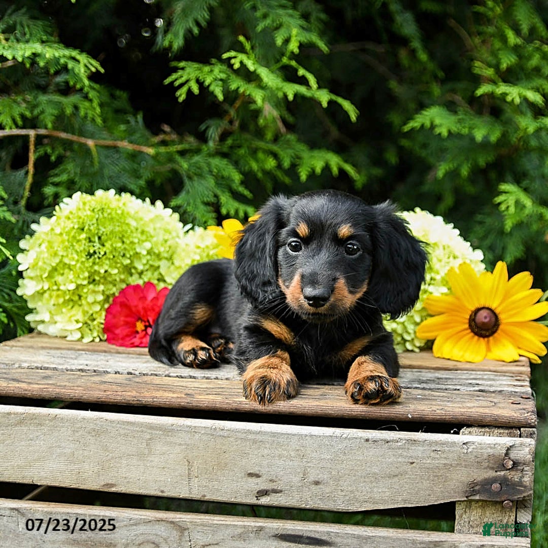 Miniature Dachshund dogs for sale: Ella - Image 2