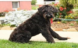 Giant Schnauzer dogs for sale: Teresa Giant - Image 10