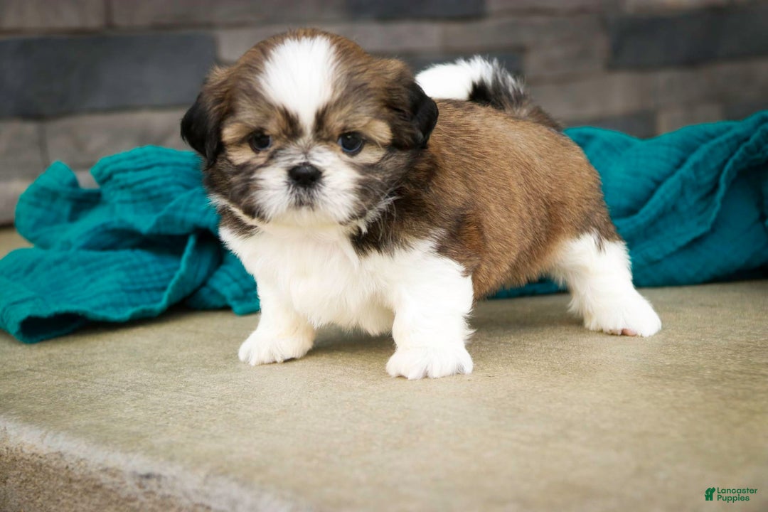 Shih Tzu dogs for sale: Beau - Image 5
